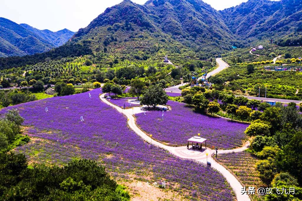 北京哪里有薰衣草花海景点,北京附近的六环外薰衣草花海