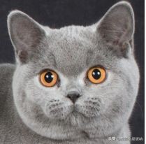 英国短毛猫饲养,养英国短毛猫需要的注意事项