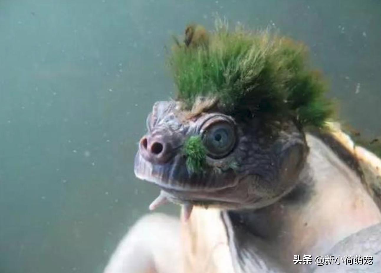 打开手机就是猫猫狗狗？我想你需要这7个“新鲜有趣”提提神