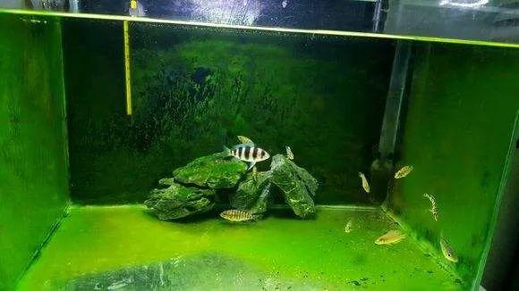 草缸藻类及除藻方法,草缸预防藻类