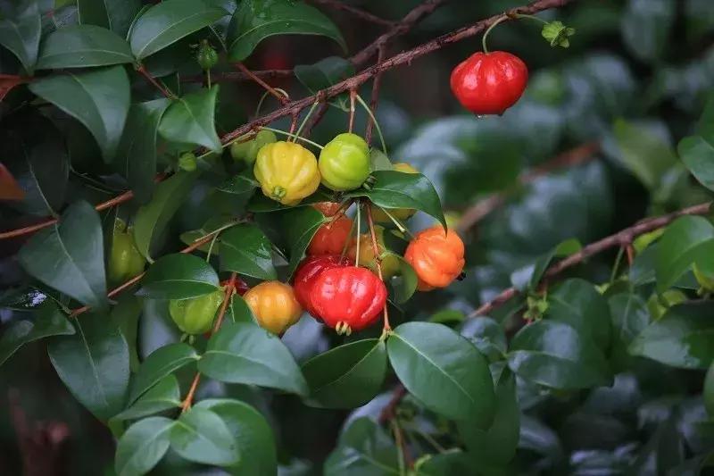 90斤的超大南瓜,迷你南瓜一个多少斤