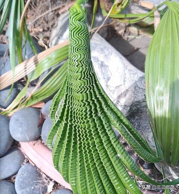 恶魔果实水果性能,恶魔果实图鉴108种属性