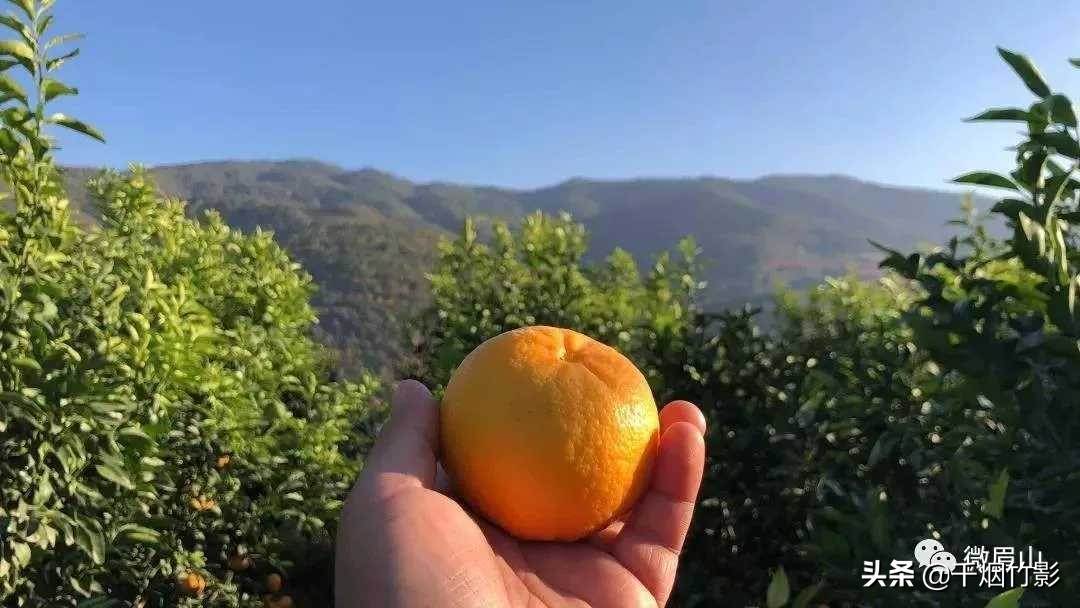 不知火春见,不知火丑橘春见