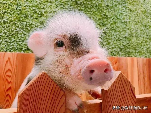 日本咖啡馆小猪馆 (日本首家小猪咖啡店受欢迎)