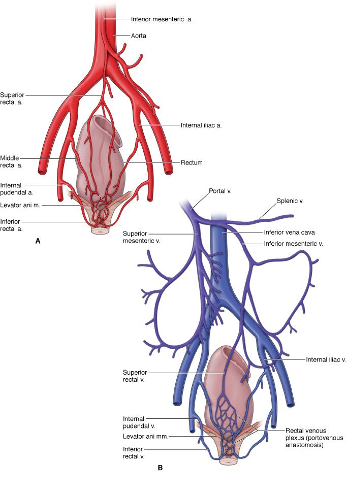 直肠癌“保肛”，你必须知道的知识