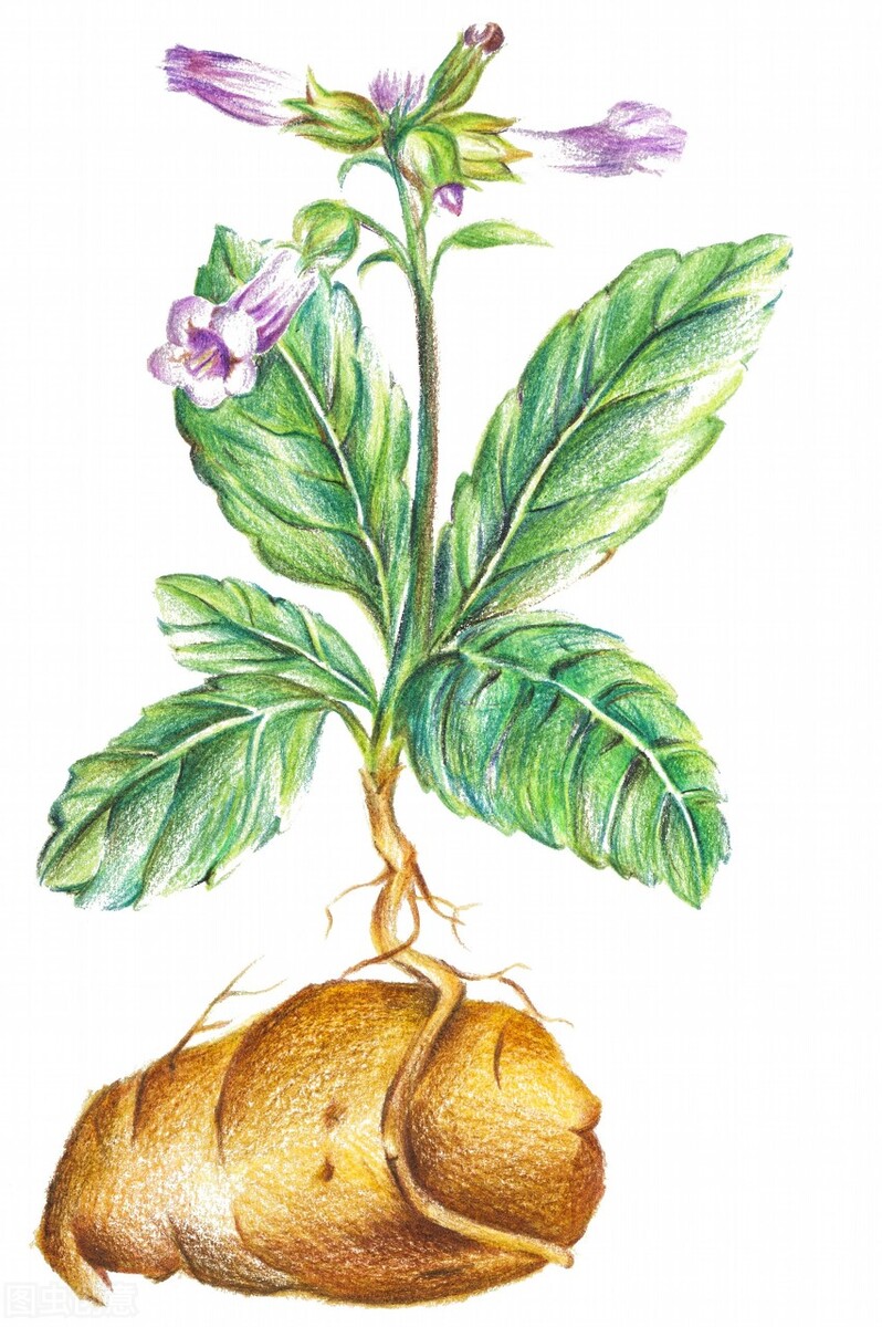 泡水喝生地黄好还是熟地黄好,地黄一般指生地黄还是熟地黄