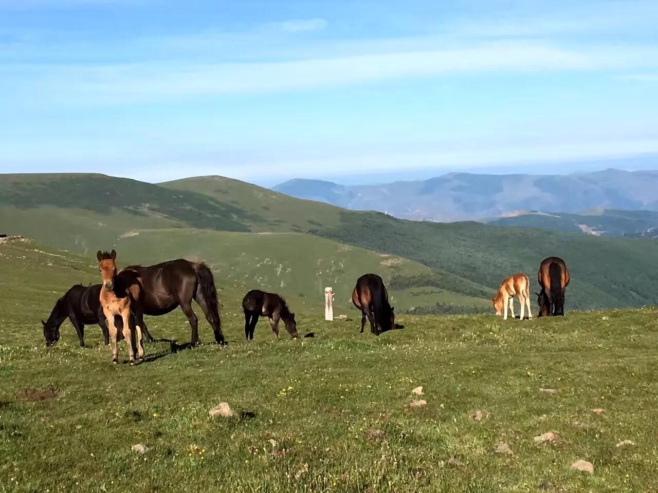 佛教四大名山之首五台山,五台山一念之间善男信女