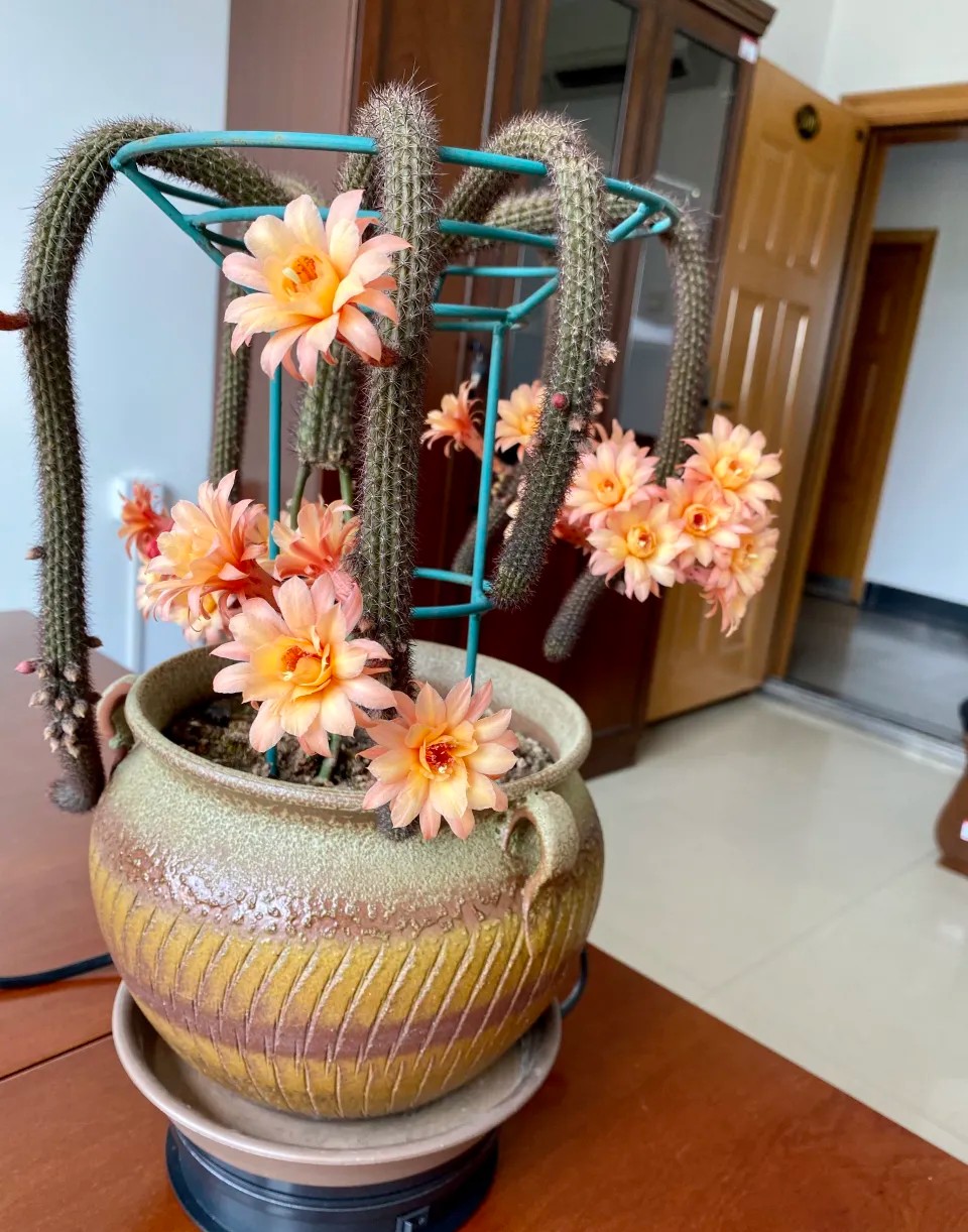 太极莲仙人球,狂莲仙人球