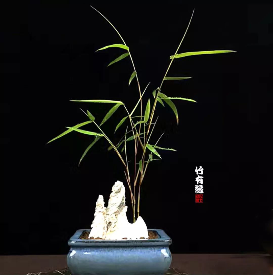 《竹子浇水宝典》竹子浇水是门大学问!