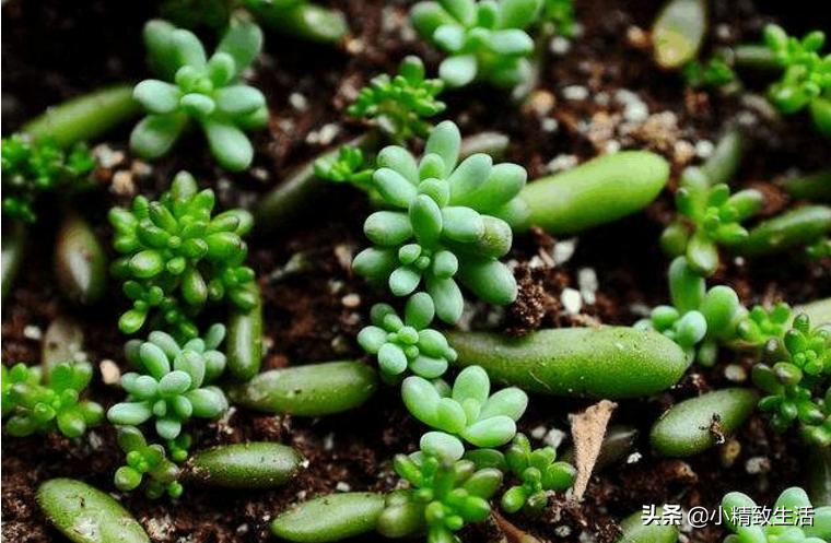 多肉植物叶插徒长怎么办,多肉叶插出苗了该怎么办