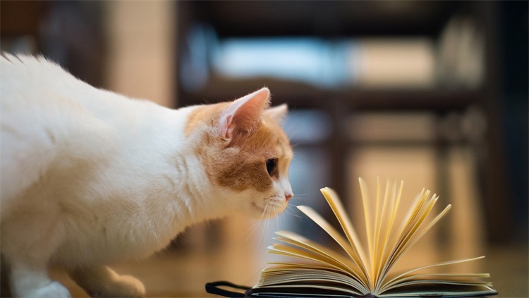 怎么清理猫咪毛上的驱虫药,大扫除怎么清除猫毛