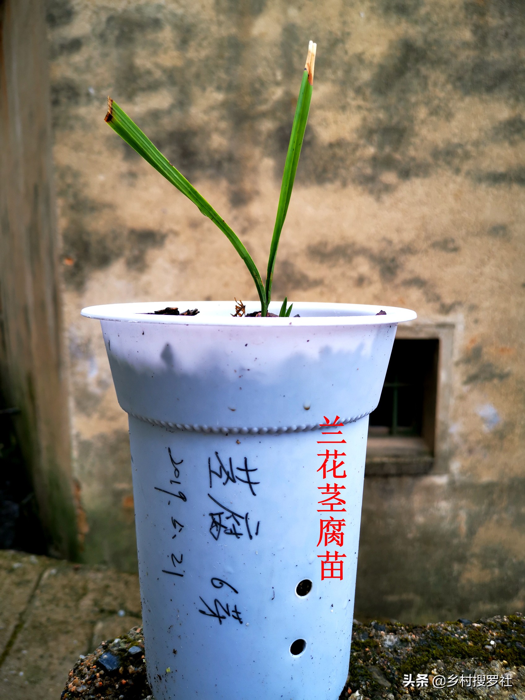 这样治疗兰花的茎腐病,第二年就可以成壮苗,关键就是这5点