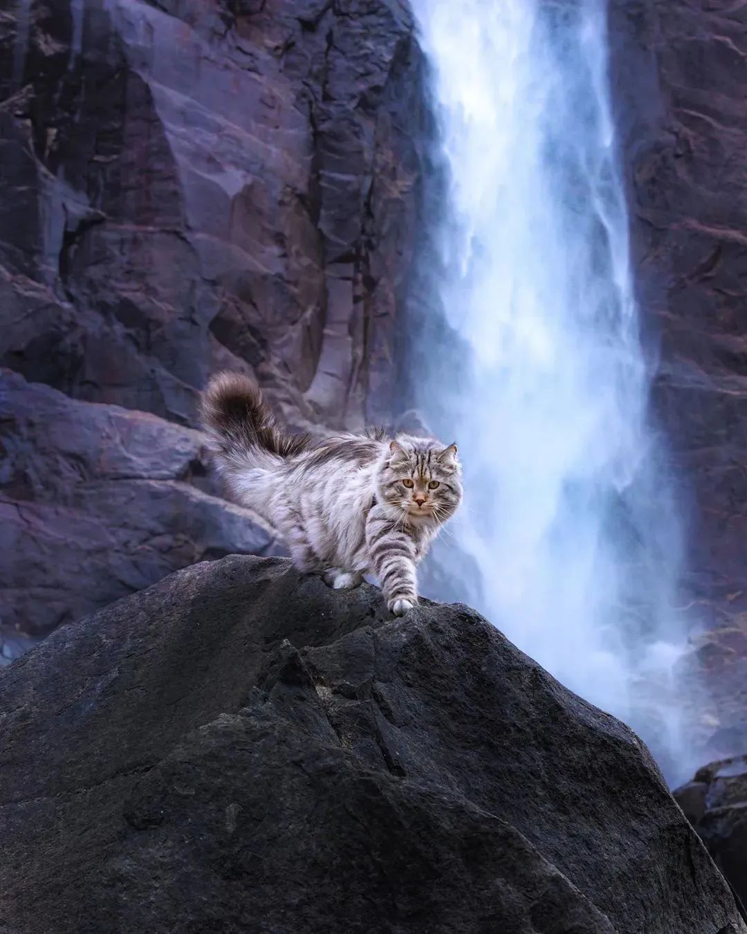 喵界的“荒野猎人”,被人误会多年,其实它才是俄罗斯的国猫