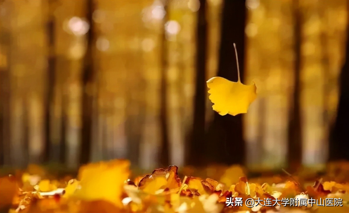 白果的性味归经和治病功效,咨询中医中药白果功效