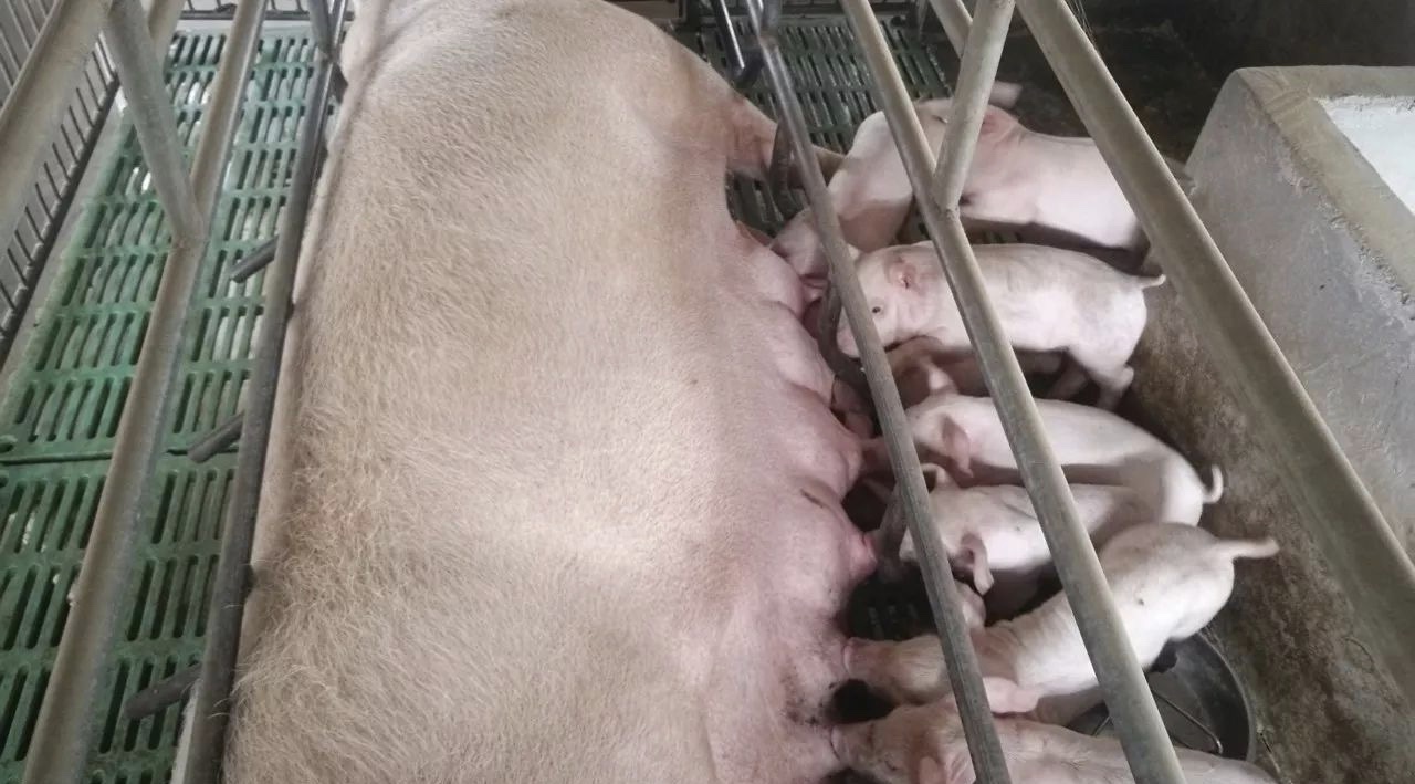 母猪临产前都有哪些征兆?