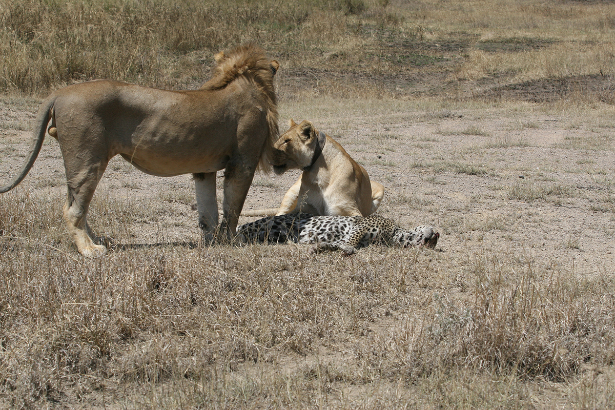狮子能吃掉老虎和豹子吗,古人认为狮子能吃老虎吗
