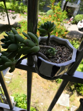 从鼻屎苗到老桩，时光里的蜕变