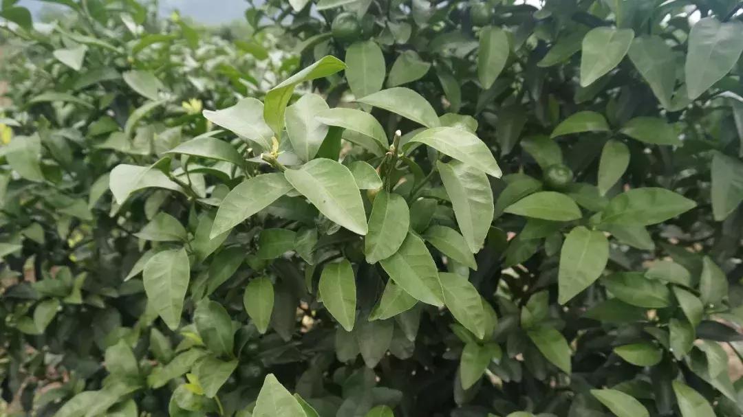 8月份不套袋的秋桃管理,秋季病虫害管理技术