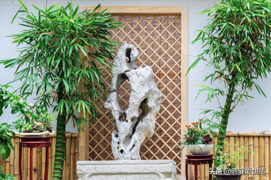 招财转运富贵竹怎么养时间长,家中养5种竹富贵不俗护家祥瑞