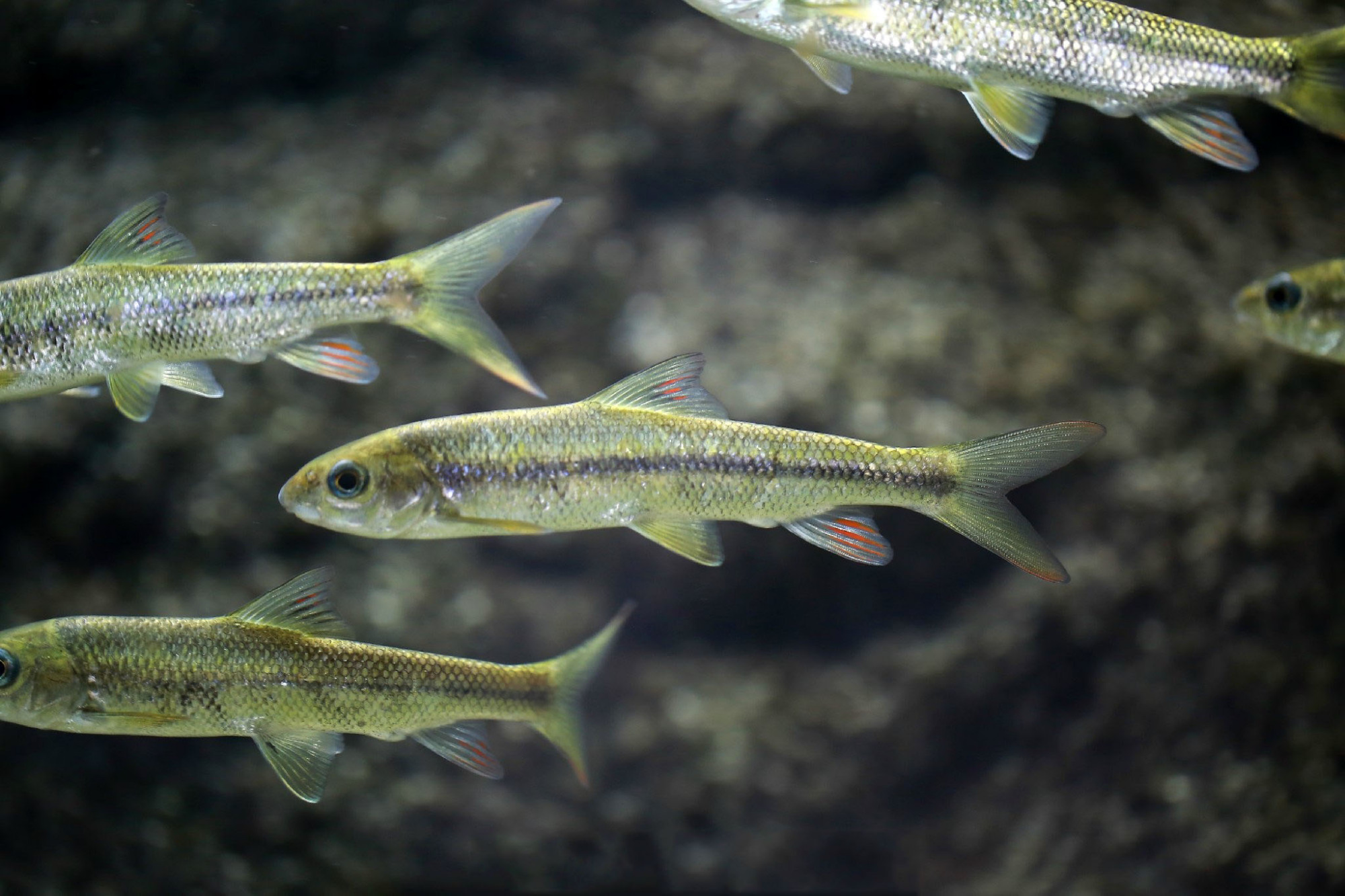 野生赤鳞鱼特征与分布,泰山赤鳞鱼在别的地方也有吗