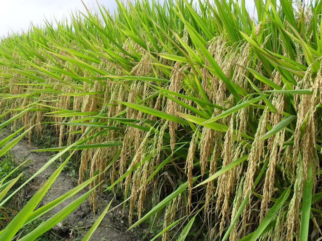 人力资源下一个风口：如何建造数字中台？