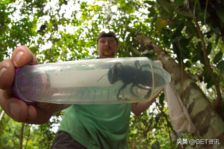 世界上最大的蜜蜂图片,华莱士巨蜂谁更大