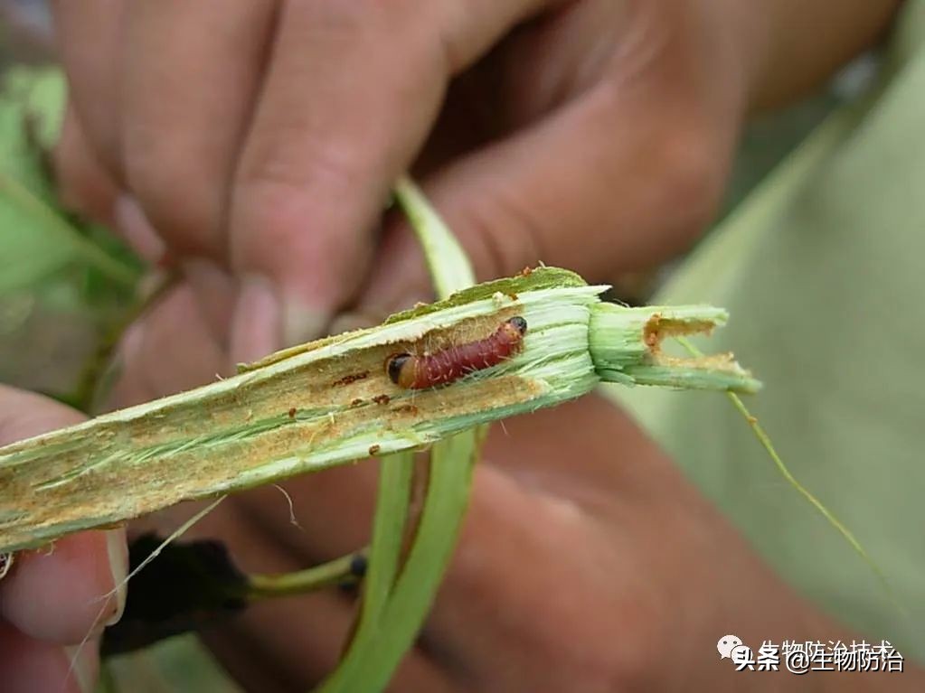 蛀干害虫是钻蛀害虫吗,果树枝干钻蛀害虫图片