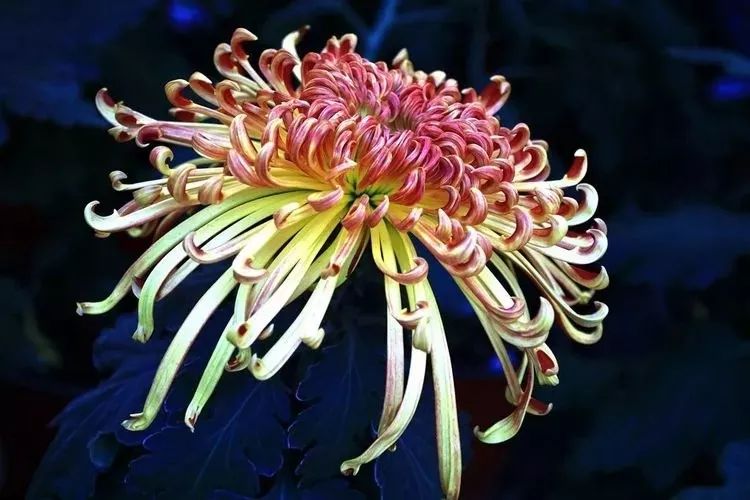 花中四君子菊花国画用笔,花中四君子菊花高清图片