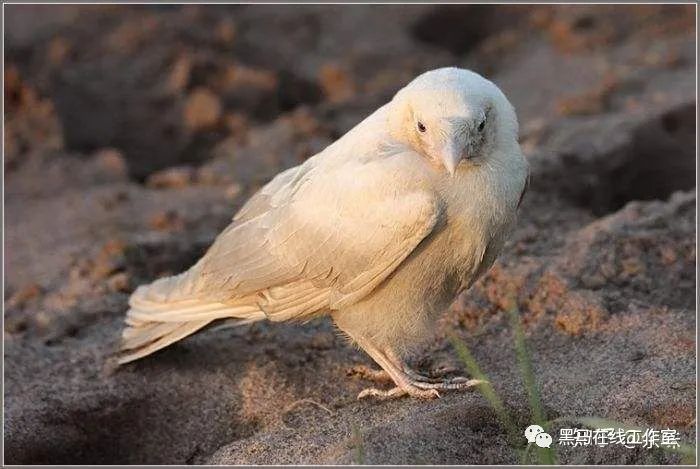 普通人怎么抓住风口呢,普通人怎么找到风口