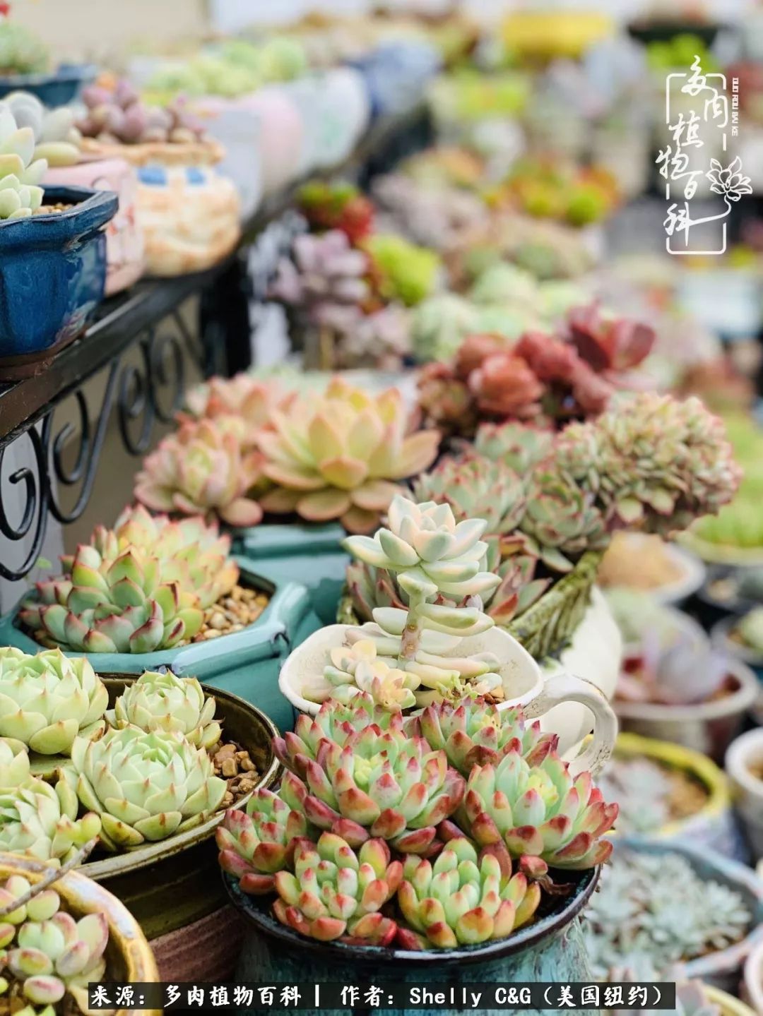 美国纽约有多少华裔人,美国纽约有多少个华人