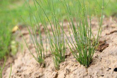 在农田,遇到1种“草麻黄”拔出来,以往没人挖,如今价值很高