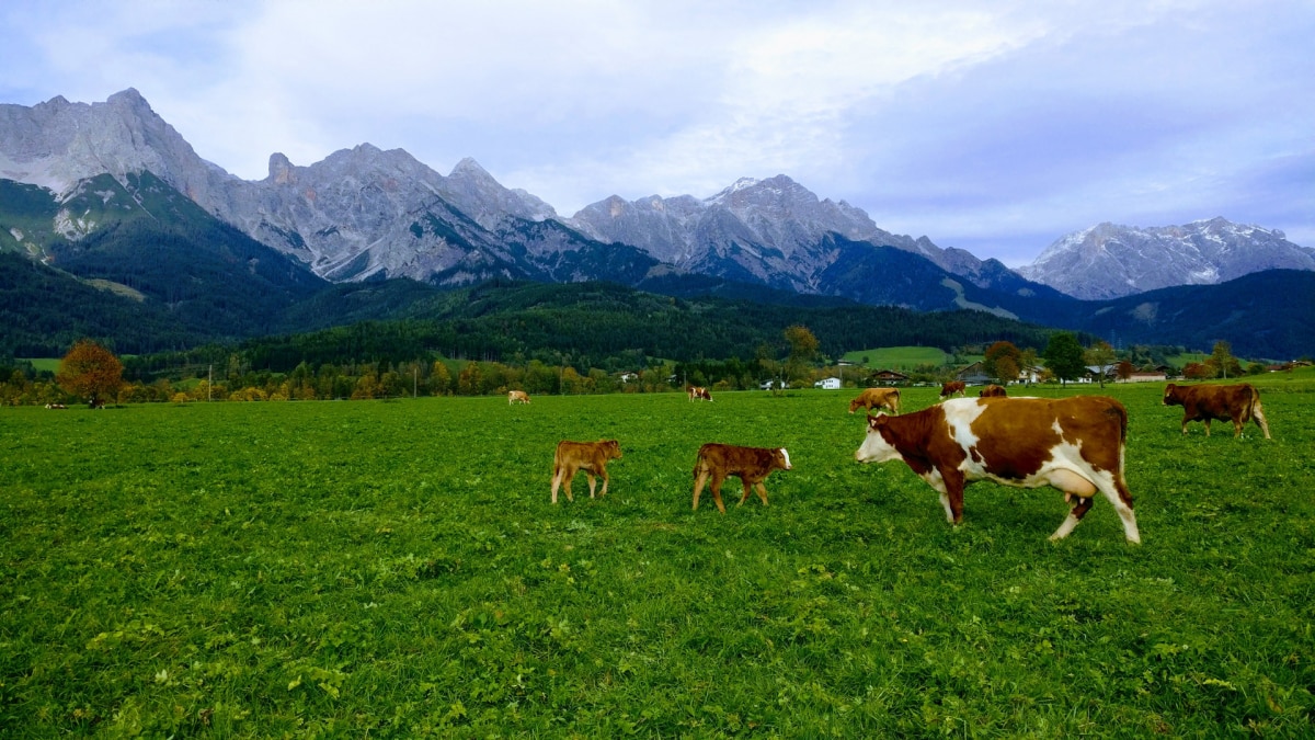 德国生活用品特产,德国风土人情旅游攻略