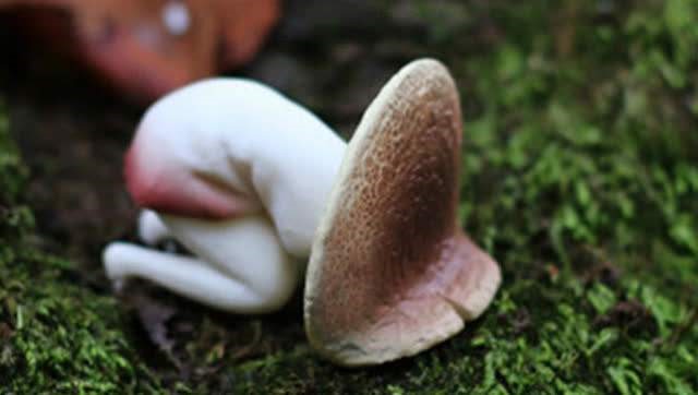 女人痛经的特效药,女人痛经最快的偏方