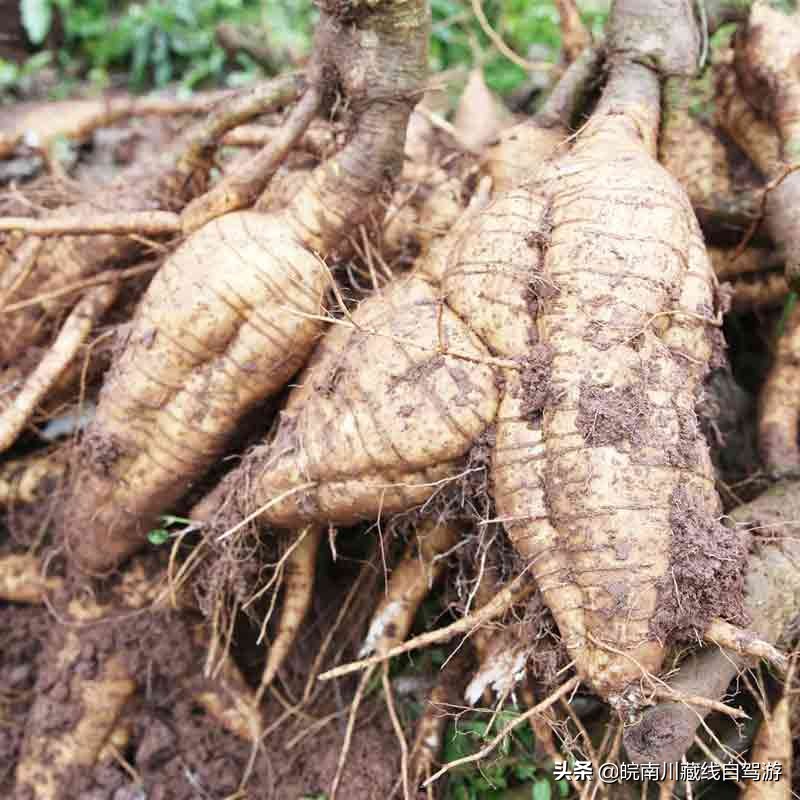 野生皖南葛粉,皖南土特产野生葛粉的功效