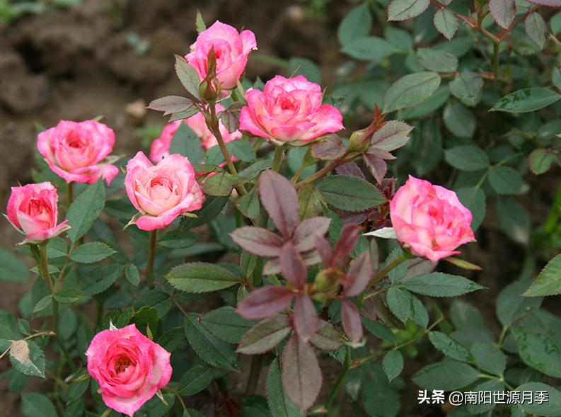 超级微型月季株型紧凑,最漂亮10种微型月季图片