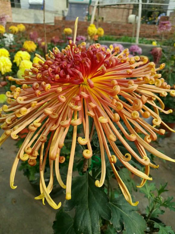 秋菊花叶子发黄怎么办,秋菊蔫了怎么办