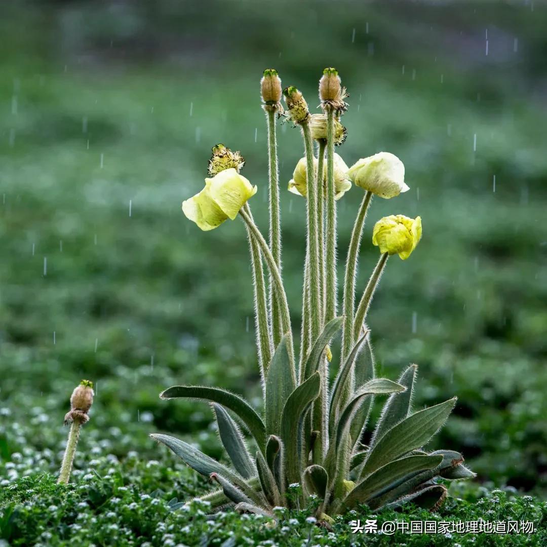 中国五大国家公园,中国十大私藏国家公园