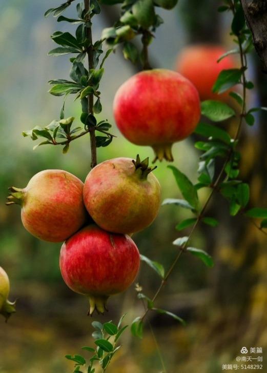 石榴一般几月份熟,石榴怎么判断熟了