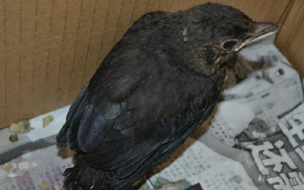 如何教八哥雏鸟学会自己喝水,八哥鸟幼鸟如何教语