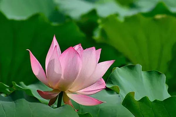 云阳下一个商圈,重庆云阳发展风貌