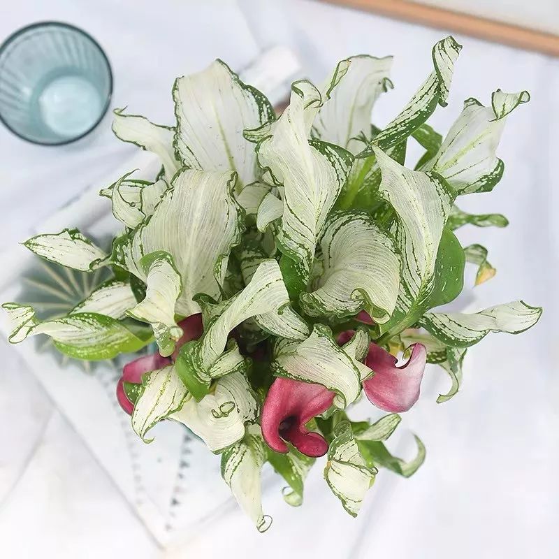 什么花喜庆又好养又好看,家养最旺财的十种花推荐