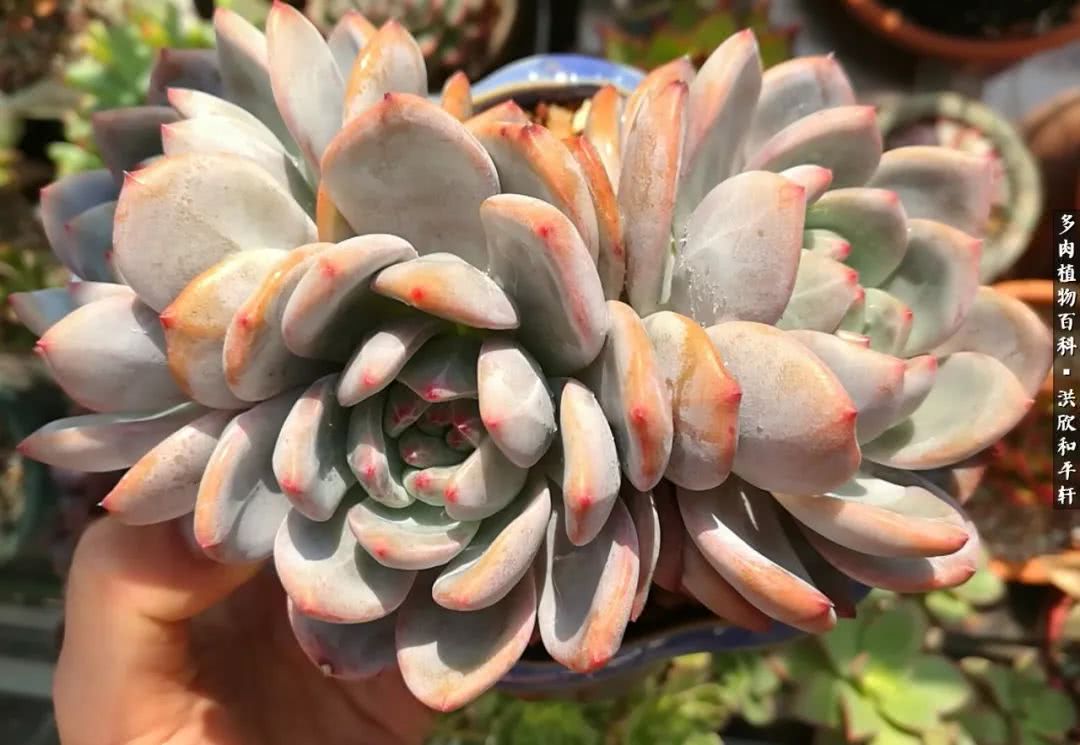 多肉的四季轮回,四季轮回多肉