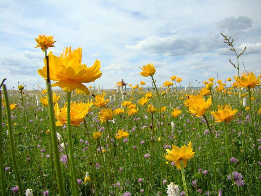 这才是真正的“金莲花”,春天盛开花梗挺拔,养护系数低价值高