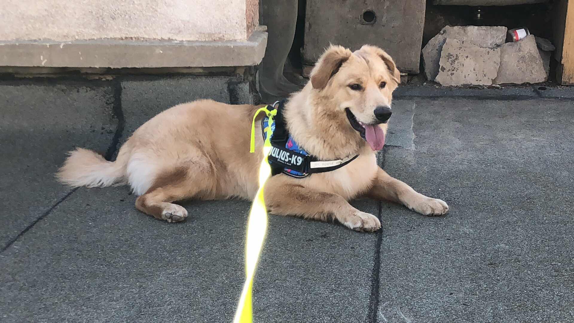 怎么保护金毛幼犬肠胃健康,金毛狗得肠胃病该怎么照顾