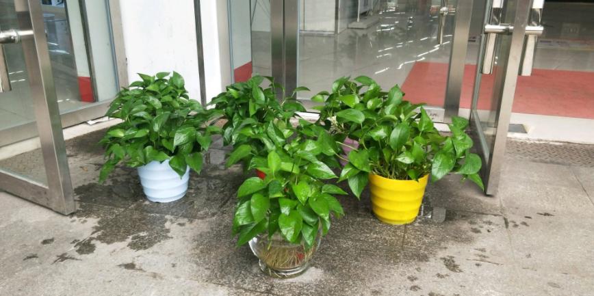 盆栽绿萝怎么养才能更旺盛呢,绿萝大盆栽图片大全