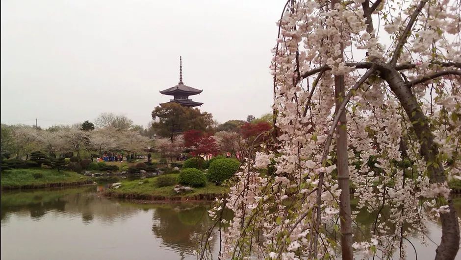 为什么武汉人喜欢广东人,为什么武汉人喜欢四川人