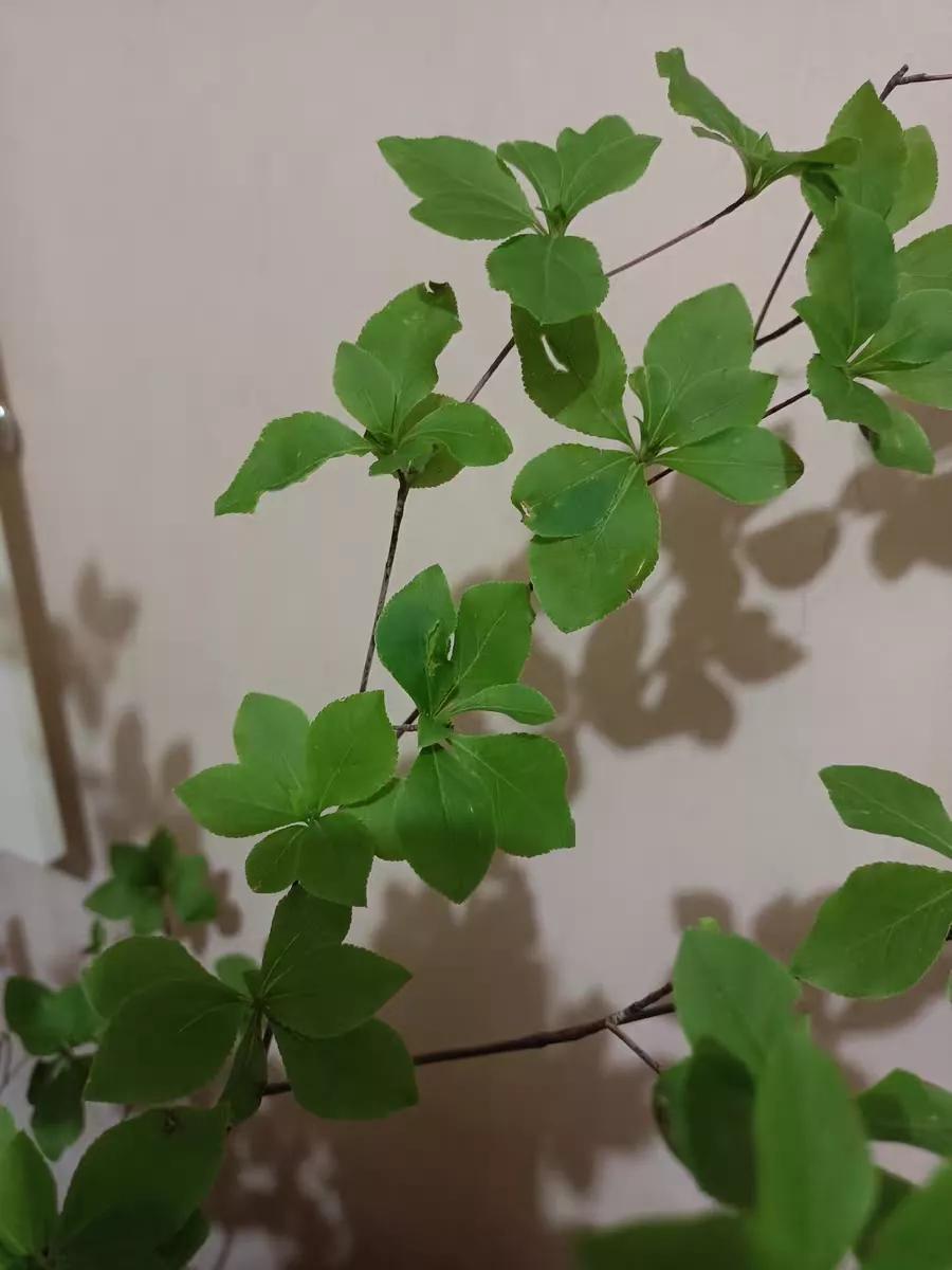 日本吊钟花:植物界的爱马仕