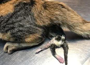 生宝宝的过程是什么样的,生宝宝的过程记录肚子的变化