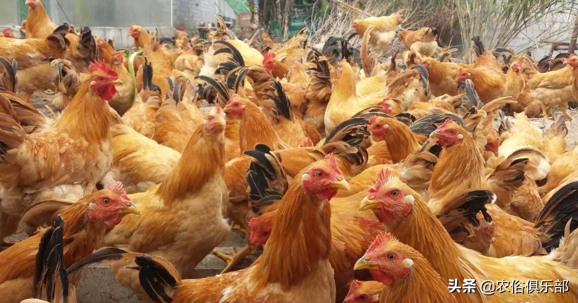 鸡老是被老鹰叼走有什么办法,山里散养鸡怎么预防黄鼠狼和老鹰