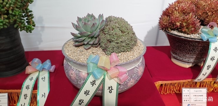 多肉欣赏桃美人,多肉植物欣赏